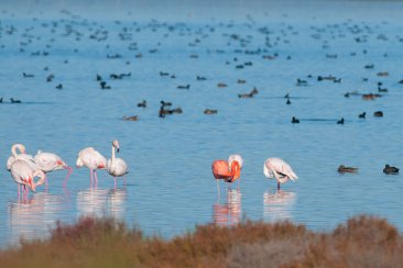 Фламинго на рассвете в дельте Эбро