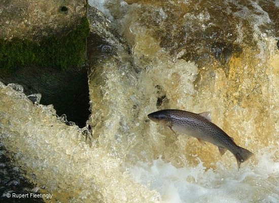 Через некоторое время они пойдут вверх по рекам, чтобы вернуться в пресноводную среду, найти самцов и размножаться