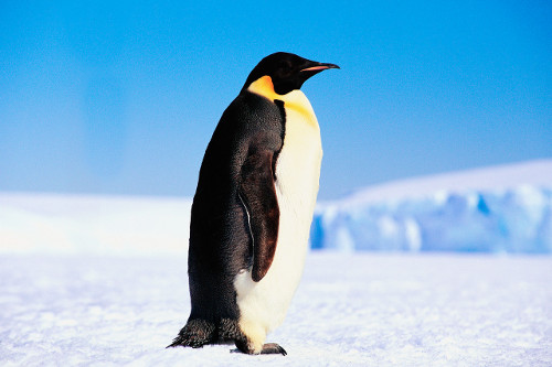 Google Penguin, последнее в линейке обновлений от Google, охватило весь интернет с немедленными и впечатляющими эффектами