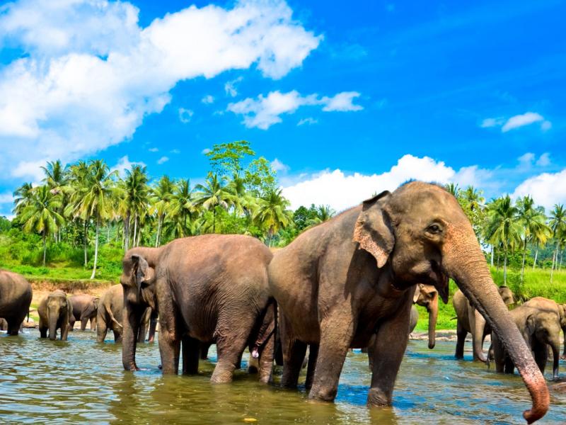 Поход в джунгли Шри Ланки